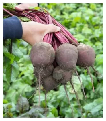Legume - Sfecla Furajera 50 GR