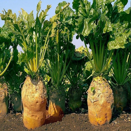Legume - Sfecla Furajera Ursus 0.70gr
