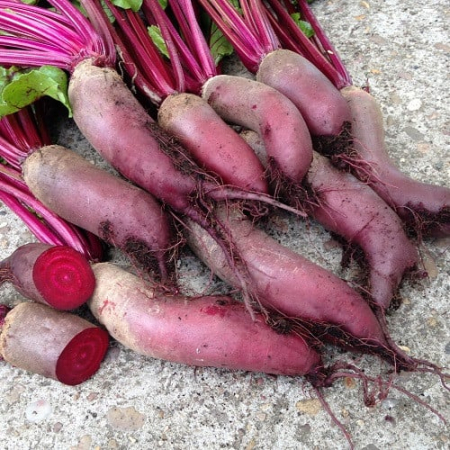 Legume - Sfecla rosie Cylindra 4GR