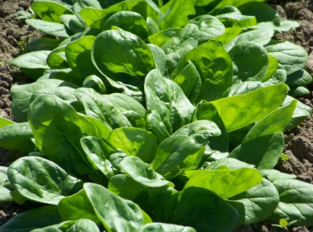 Legume - Spanac Matador 100GR