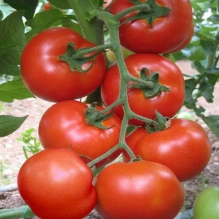 ALTE SEMINTE - Tomate Buzau 1600 0.2GR