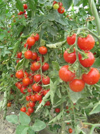 Legume - Tomate Buzau 22 0.5GR