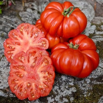 ALTE SEMINTE - Tomate Costoluto Fiorent 0.4GR