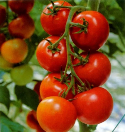 ALTE SEMINTE - Tomate Marglobe 1GR
