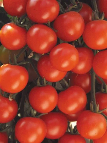 SEMINTE - Tomate Pontica 0.5GR