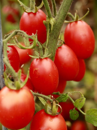 SEMINTE - Tomate principe Borghese 0.7GR