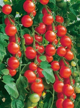 ALTE SEMINTE - Tomate RED CHERRY 0.4GR
