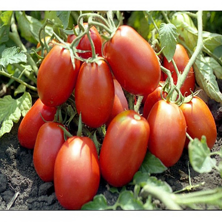 SEMINTE - Tomate Rio Grande 0.7GR