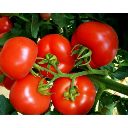 ALTE SEMINTE - Tomate Sera-Solar ST.PIERRE GR