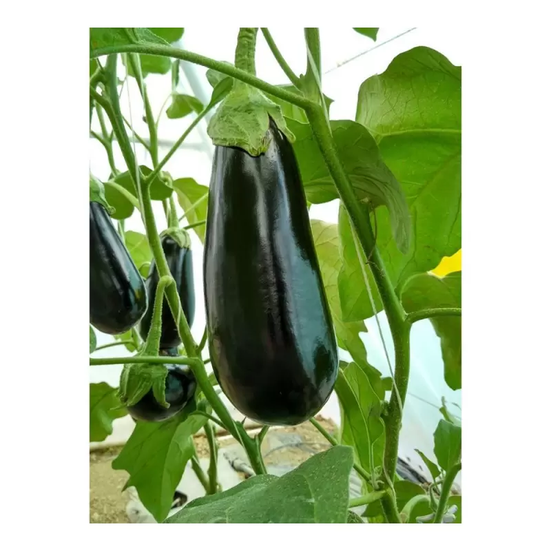 Legume - Vinete Minerva F1 500SEM