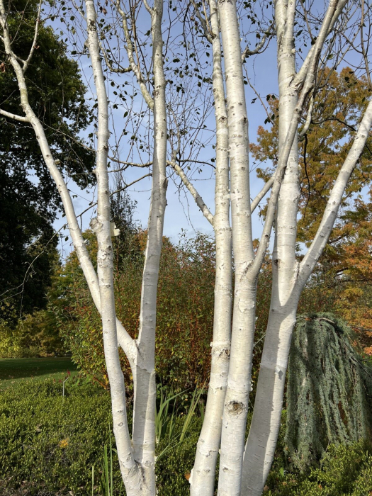 Betula utilis spp Jacquemontii ‘Doorenbos’ (multi-stem) [1]