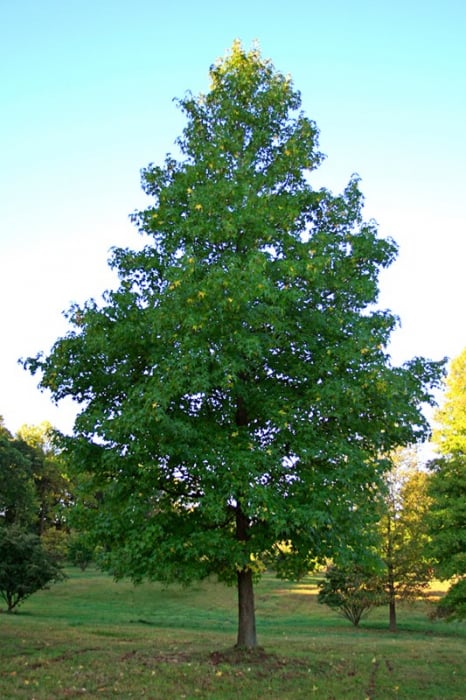 Liquidambar styraciflua [3]