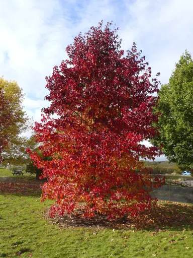 Liquidambar styraciflua [2]