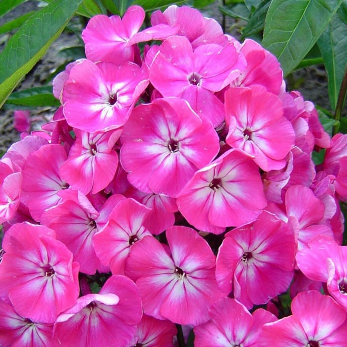 Phlox paniculata ‘Flame Pink Eye’ [1]