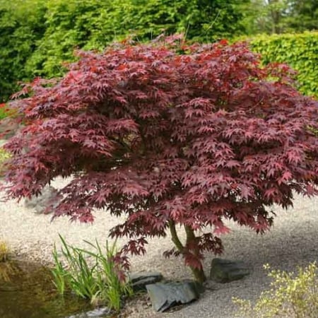 Acer palmatum ‘Atropurpureum’ 60-80 cm [1]