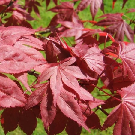 Arbori si arbusti ornamentali - Acer palmatum ‘Atropurpureum’ 60-80 cm