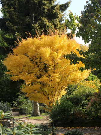 Arbori si arbusti ornamentali - Acer palmatum ’Bee Hoo’