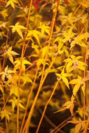 Acer palmatum ’Bee Hoo’ [1]
