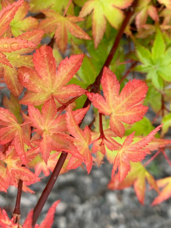 Acer palmatum ‘Beni Maiko’ [1]