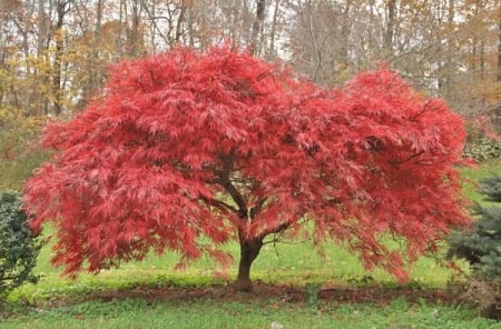 Arbori si arbusti ornamentali - Acer palmatum ‘Beni Maiko’