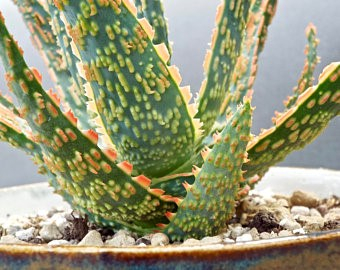 Plante suculente - Aloe zebrina ‘Danyz’