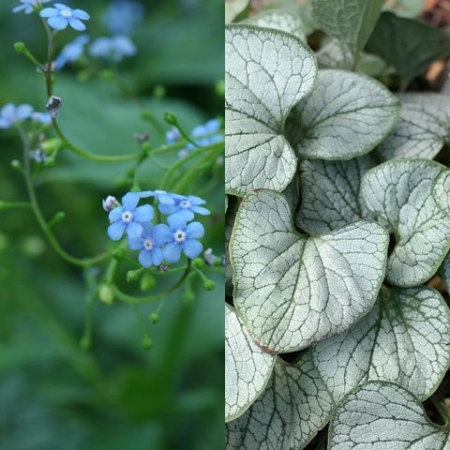 Plante perene - Brunnera macrophylla ‘Silver Heart’