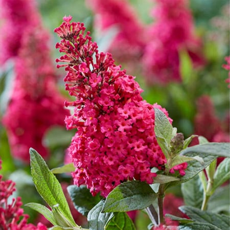 Arbori si arbusti ornamentali - Buddleja davidii ‘Butterfly Candy Little Ruby’