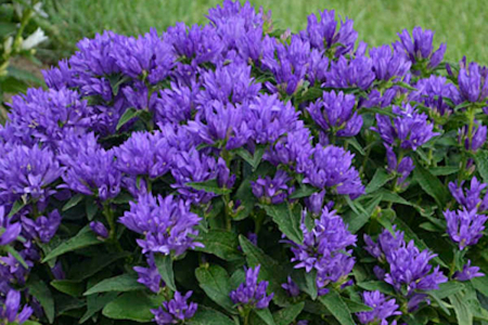 Plante perene - Campanula glomerata ‘Freya’