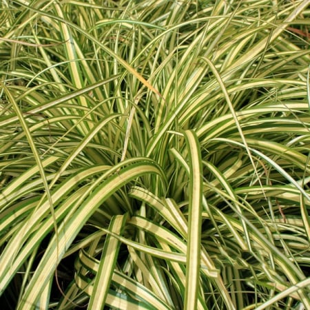 Plante perene - Carex oshimensis ‘Evergold’