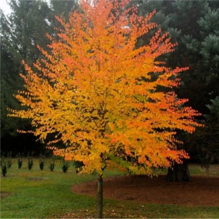 Arbori si arbusti ornamentali - Cercidiphyllum japonicum