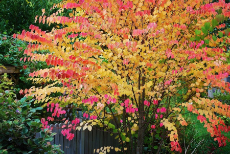 Cercidiphyllum japonicum [1]