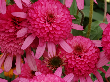 Plante perene - Echinacea ‘Southern Belle’