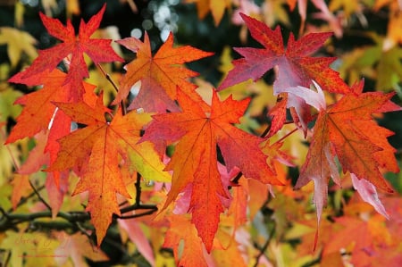Arbori si arbusti ornamentali - Liquidambar styraciflua