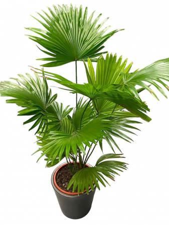 Plante de interior - Livistona rotundifolia
