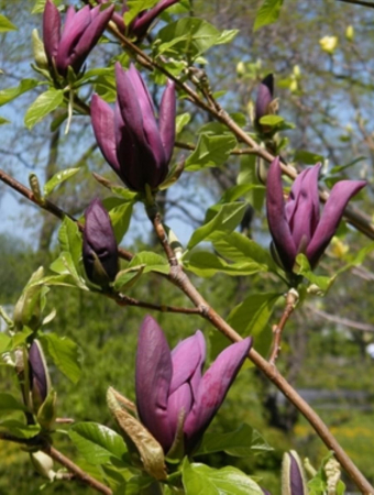 Arbori si arbusti ornamentali - Magnolia x brooklynensis ‘Black Beauty’