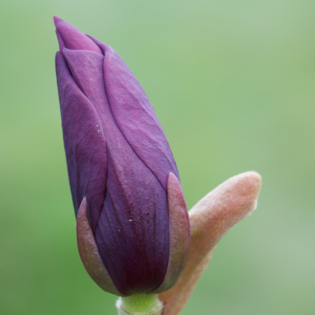 Magnolia x brooklynensis ‘Black Beauty’ [1]