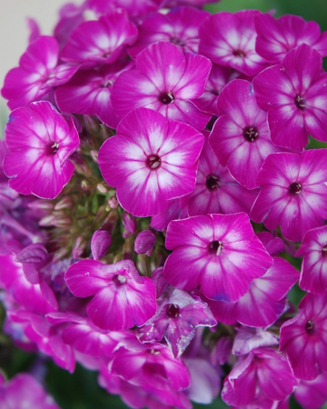 Plante perene - Phlox paniculata ‘Flame Purple Eye’
