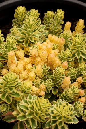 Plante suculente - Sedum takesimense ‘Atlantis’