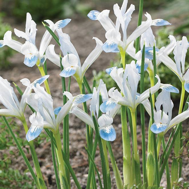 Iris reticulata Frozen Planet 5 buc marime 5/6 [2]