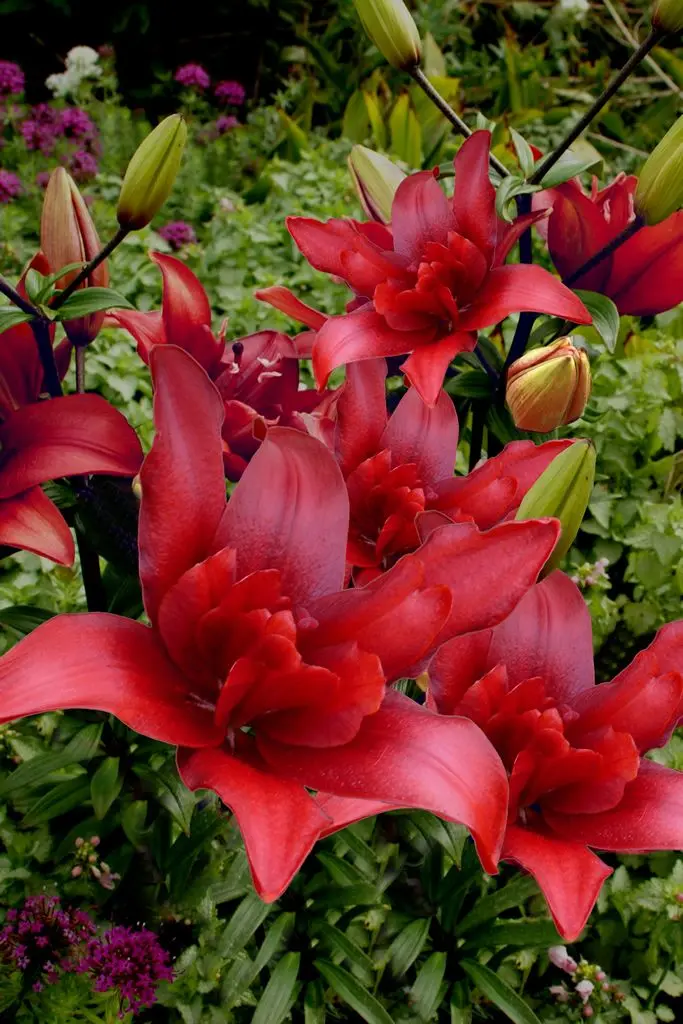 Crin dublu asiatic Bald Eagle marime 18/20 [2]