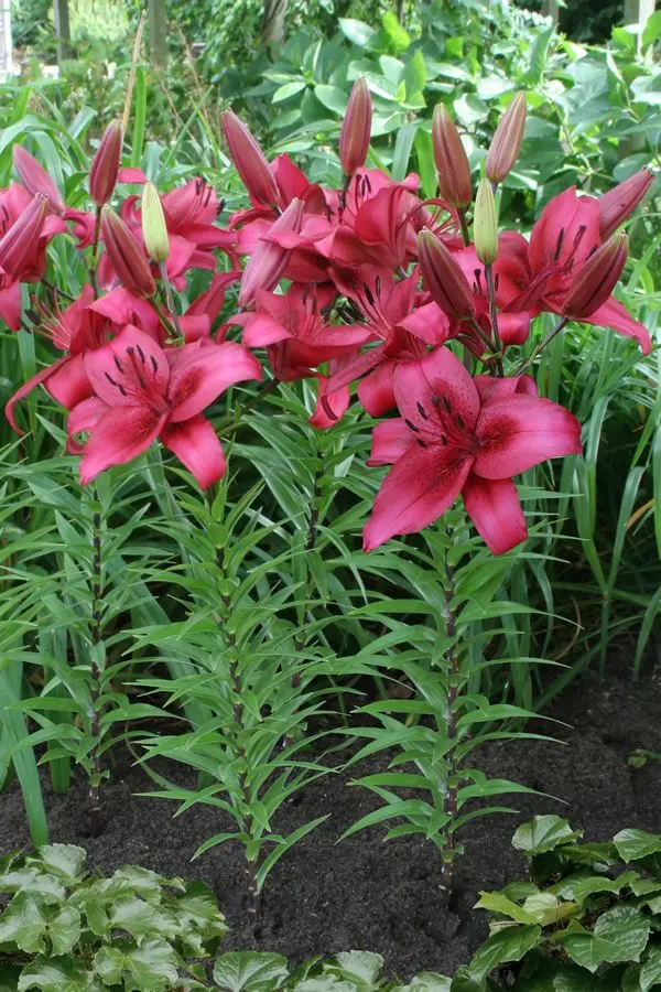 Crin asiatic November Rain marime 16/18 [2]