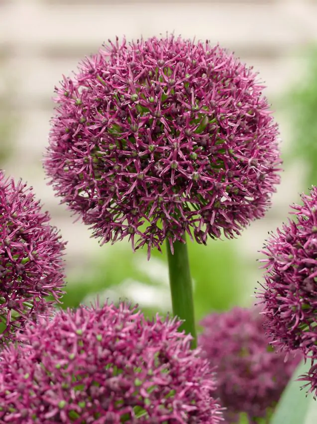 Allium Ostara 3 buc marime 12/14 [1]