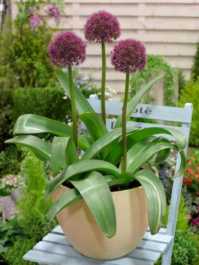 Allium Ostara 3 buc marime 12/14 [2]