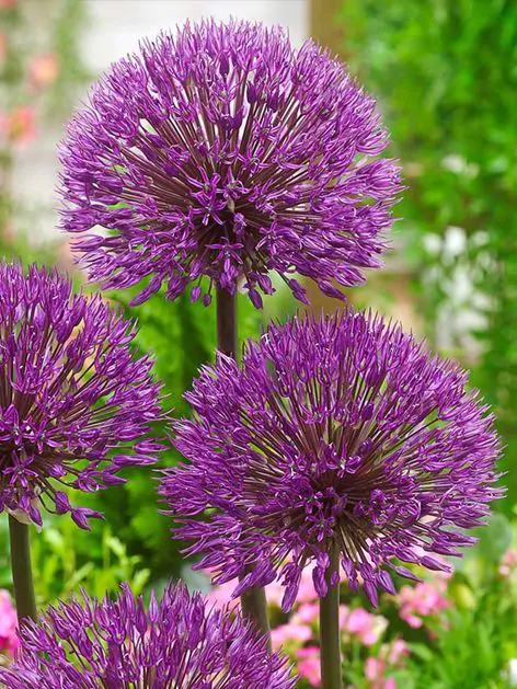 Allium Powder Puff 3 buc marime 12/14 [1]