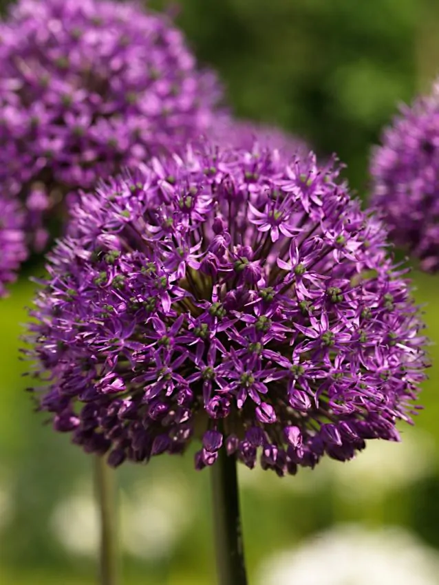 Allium Statos 3 buc marime 12/14 [1]