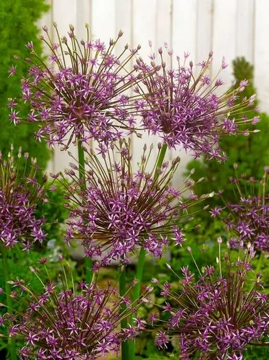 Allium Tobago (spider) 3 buc marime 12/14 [1]