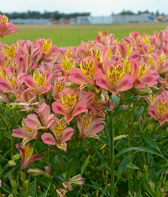 Alstroemeria Cahors [2]