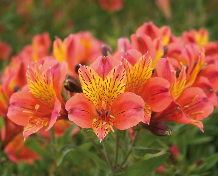 Alstroemeria Callisto [2]