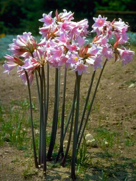 Amaryllis Belladonna 20/22 [2]