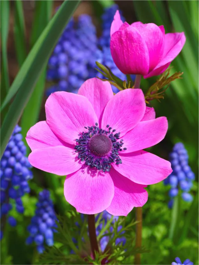 Anemone coronaria Sylphide 5 buc marime 6/7 [2]